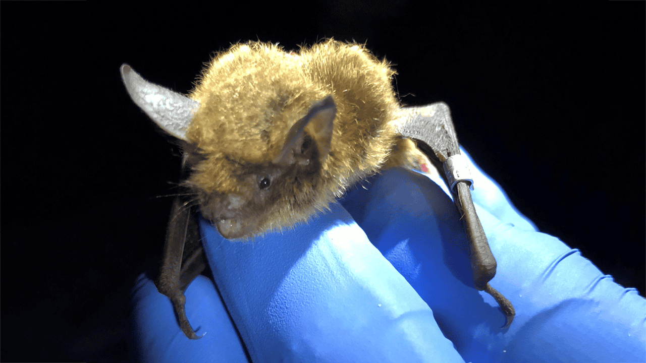 Tricolored bat_1280x720